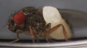 Wasp larvae burst from adult fruit flies in gruesome new discovery