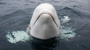 Famous Beluga whale thought to be 'Russian spy' dies in Norway