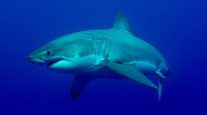 Massive pregnant shark eaten by bigger shark off East Coast in first recorded case, study says