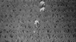 Drone helps rescue 3-year-old boy lost in dark Wisconsin corn field