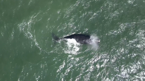 Drone video captures rare sighting of critically endangered whale off Delaware