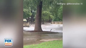 San Antonio Zoo reopens Wednesday after flooding inundated several buildings