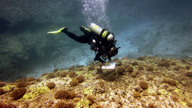 Coral survey diver Laura Knight conducting a survey at Kure Atoll in Papahānaumokuākea Marine National Monument during the Reef Assessment and Monitoring program expedition in 2012. Photo by: Scott Godwin/NOAA, 2012