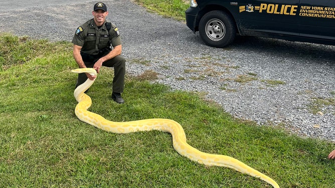 A New York man is facing charges after illegally owning a 13-foot-long snake that had grown too large for him to manage, prompting authorities to intervene.