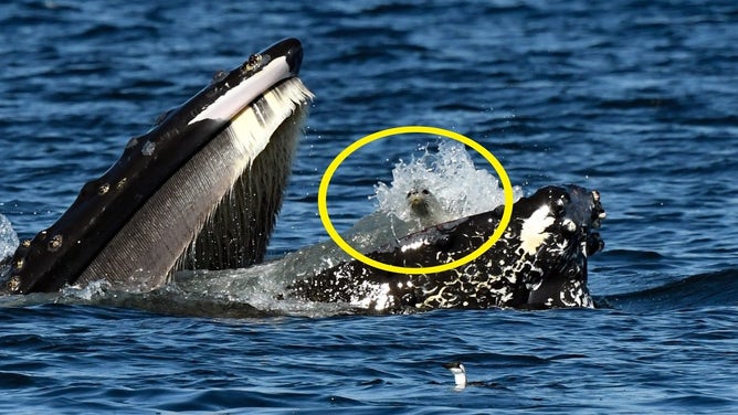 Harbor seal, circled in yellow, inside the whale's mouth.