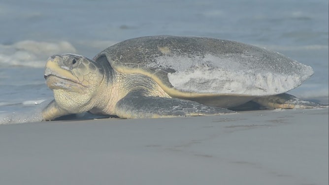 A photo of a Kemp’s ridley sea turtle on a Florida beach.