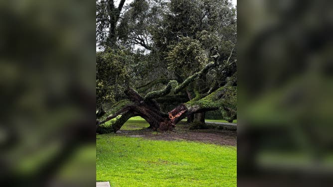 Francine topples 230 year old oak tree