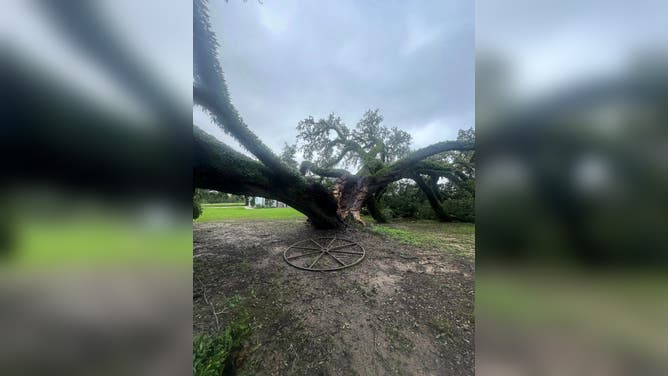 Francine topples 230 year old oak tree