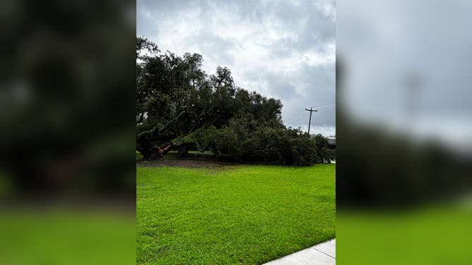 Francine topples 230 year old oak tree