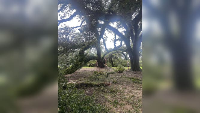 Francine topples 230 year old oak tree