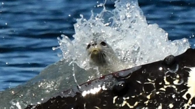 Close-up of the stunned seal.