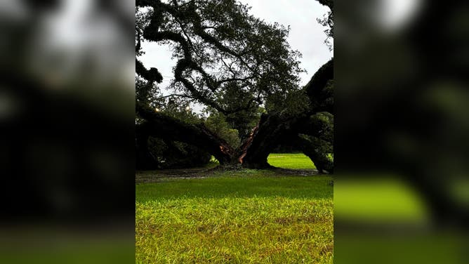 Francine topples 230 year old oak tree