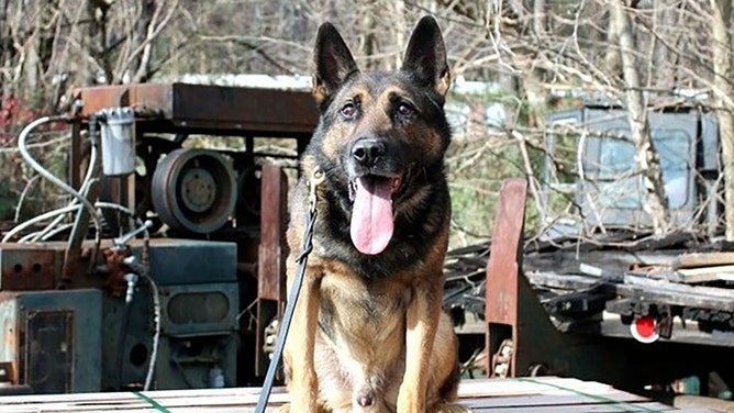 The Erwin Police Department mourns the death of K-9 officer Scotty, who was swept away by the devastating floods in East Tennessee.
