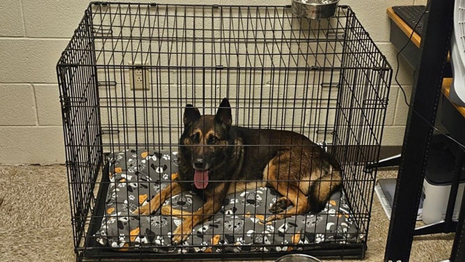 The Erwin Police Department mourns the death of K-9 officer Scotty, who was swept away by the devastating floods in East Tennessee.