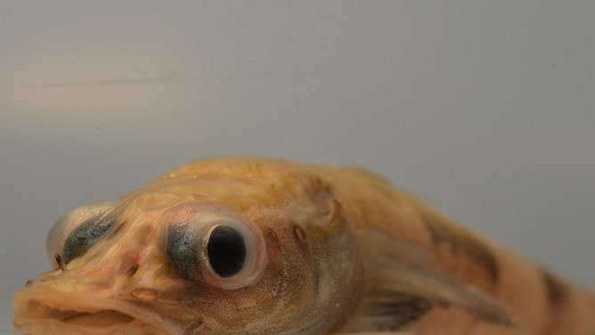 Anterior view of a Banded Dragonfish or Akarotaxis gouldae.