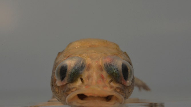 Anterior view of a Banded Dragonfish or Akarotaxis gouldae.