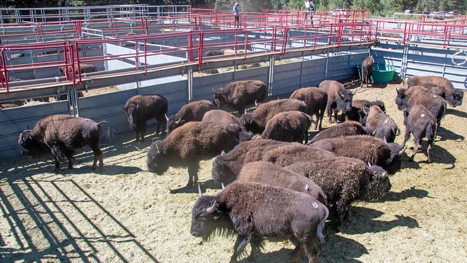 Bison within a holding corral on the North Rim