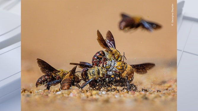 Centre of Attention by Georgina Steytler, Australia Highly Commended, Behaviour: Invertebrates/Wildlife Photographer of the Year. Wildlife Photographer of the Year is developed and produced by the Natural History Museum, London.
