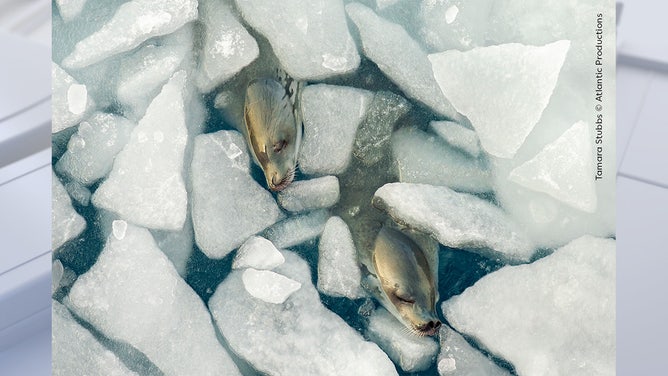 Going with the Floe by Tamara Stubbs, UK Highly Commended, Animals in their Environment/Wildlife Photographer of the Year. Wildlife Photographer of the Year is developed and produced by the Natural History Museum, London.