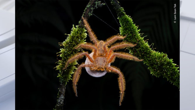 Ziggy Spider by Lam Soon Tak, Malaysia Highly Commended, Behaviour: Invertebrates/Wildlife Photographer of the Year. Wildlife Photographer of the Year is developed and produced by the Natural History Museum, London.story Museum, London.