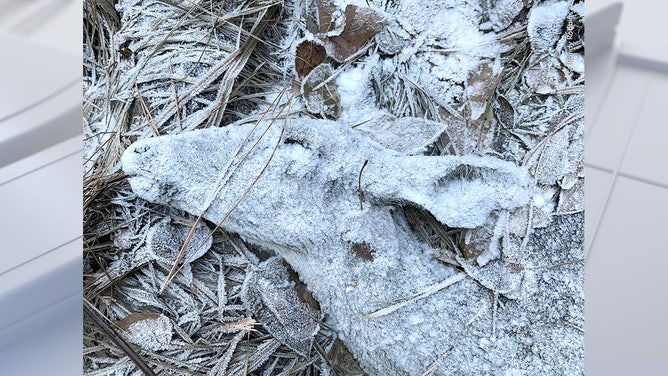 The Last Resting Place by Randy Robbins, USA Highly Commended, Natural Artistry/Wildlife Photographer of the Year. Wildlife Photographer of the Year is developed and produced by the Natural History Museum, London.
