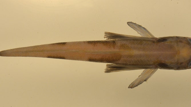 Dorsal view of Akarataxis gouldae