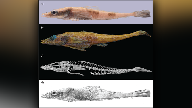 Akarotaxis gouldae, a recently discovered dragonfish in the Antarctic