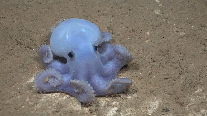 This is the first time this rare octopus species informally named the Casper octopus  has been seen in the Southern Pacific. Discovered in 2016 and nicknamed Casper, the species has not been scientifically described or formally named, as no one has collected a specimen yet.