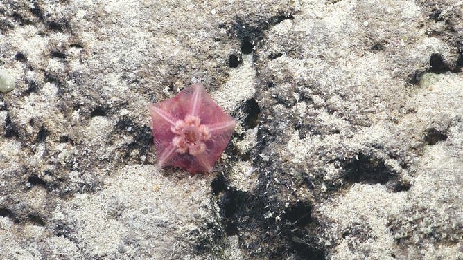 A deep-sea starfish in the genus Hymenaster - thought to be a newly discovered species - is documented on Dive 691 at Shorygin Guyot in The Nazca Ridge, off the coast of Chile.