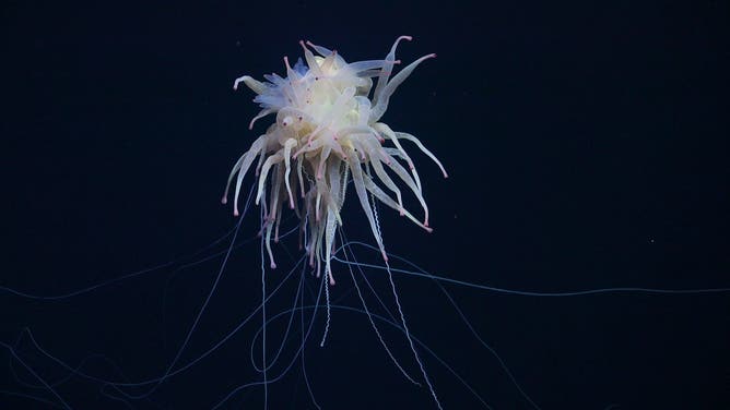 A rarely seen Bathyphysa conifera, commonly known as flying spaghetti monster was documented on Dive 692 while the research team was surveying an unnamed and unexplored seamount (internally designated as T06) along the Nazca Ridge off the coast of Chile. Credit: ROV SuBastian / Schmidt Ocean Institute Due to our legal status as a 501(c)(3) private operating foundation, no media produced by Schmidt Ocean Institute may be used in attempting to influence legislation or lobbying. Additionally, all visual assets (Images, videos, etc) can only be used as stated by creative commons Attribution-NonCommercial-ShareAlike
CC BY-NC-SA Attribution — You must give appropriate credit, provide a link to the license, and indicate if changes were made. You may do so in any reasonable manner, but not in any way that suggests the licensor endorses you or your use. NonCommercial — You may not use the material for commercial purposes. ShareAlike — If you remix, transform, or build upon the material, you must distribute your contributions under the same license as the original. A rarely seen Bathyphysa conifera, commonly known as flying spaghetti monster was documented on Dive 692 while the research team was surveying an unnamed and unexplored seamount (internally designated as T06) along the Nazca Ridge off the coast of Chile. 