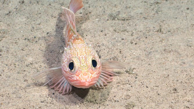 This Helicolenus lengerichi (Scorpionfish) was documented on Dive 692 while the science team was surveying an unnamed and unexplored seamount (internally designated as T06) along the Nazca Ridge. An international team of scientists is mapping and characterizing biodiversity along this underwater mountain range in the high seas off the coast of South America.