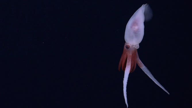 This is the first footage of a live Promachoteuthis squid. Until now, the squid genus has only been characterized from dead samples found in nets. The squid was documented on Dive 693, while exploring an unnamed seamount (internally designated as T06) along the Nazca Ridge, off the coast of Chile.