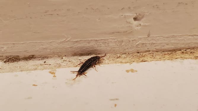 Silverfish are typically a top homeowner complaint