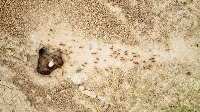 Ants are typically a top homeowner complaint