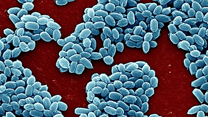 A close-up electron micrograph of anthrax bacteria spores.