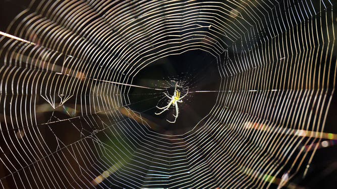 Spider web