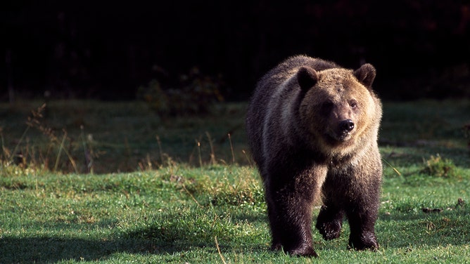 A grizzly bear is seen in Glacier National Park, Montana.