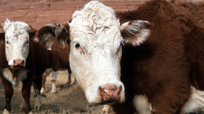 Hereford cattle graze on a Wyoming ranch in 2001.