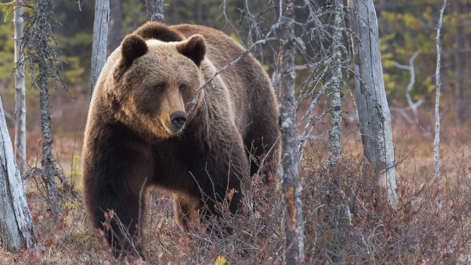 Grizzly bear.