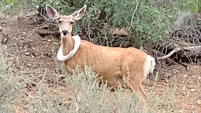 A Colorado mule deer was rescued after weeks of suffering with a bucket lid stuck around its neck. Wildlife officials successfully freed the animal and reunited it with its young.