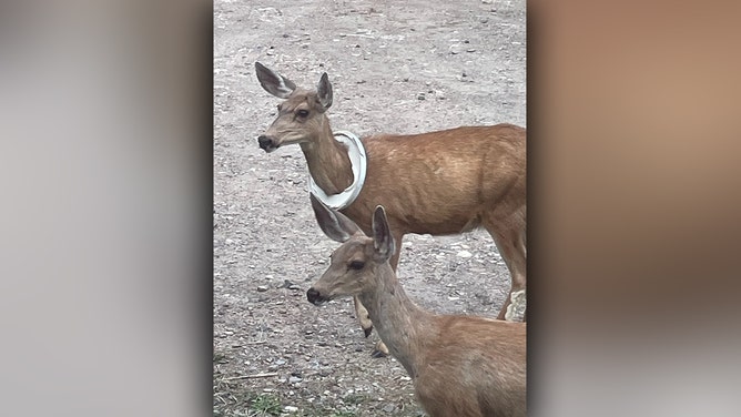 A Colorado mule deer was rescued after weeks of suffering with a bucket lid stuck around its neck. Wildlife officials successfully freed the animal and reunited it with its young.