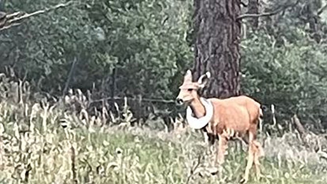 A Colorado mule deer was rescued after weeks of suffering with a bucket lid stuck around its neck. Wildlife officials successfully freed the animal and reunited it with its young.