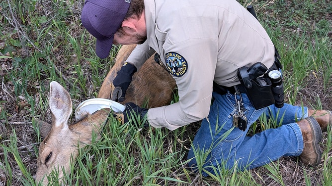 A Colorado mule deer was rescued after weeks of suffering with a bucket lid stuck around its neck. Wildlife officials successfully freed the animal and reunited it with its young.