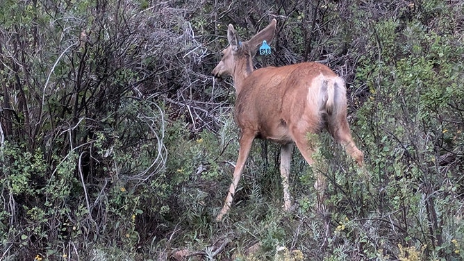 A Colorado mule deer was rescued after weeks of suffering with a bucket lid stuck around its neck. Wildlife officials successfully freed the animal and reunited it with its young.