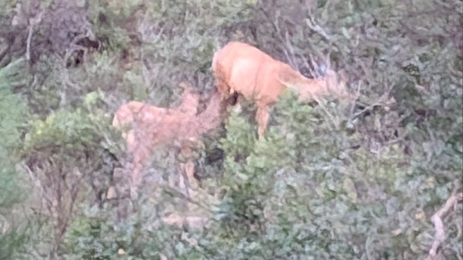 A Colorado mule deer was rescued after weeks of suffering with a bucket lid stuck around its neck. Wildlife officials successfully freed the animal and reunited it with its young.