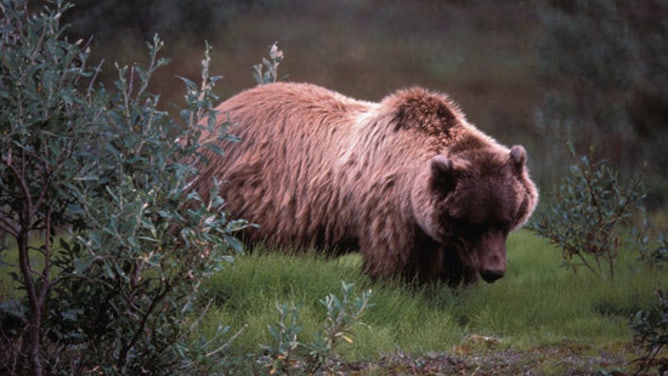 Grizzly bear.