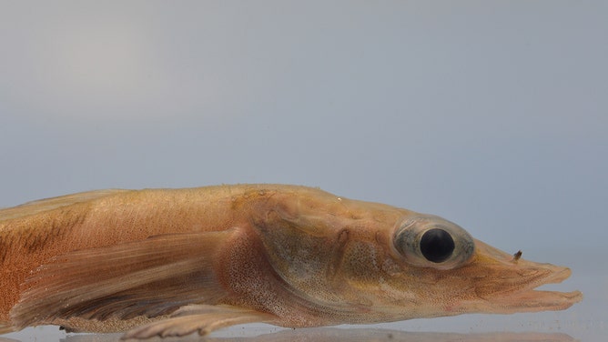 Half body view of Akarataxis gouldae or Banded Dragonfish