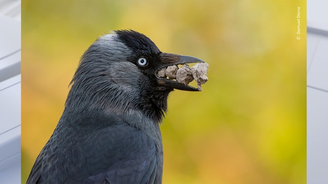Precious Rocks by Samual Stone, UK Highly Commended, Behaviour: Birds/Wildlife Photographer of the Year. Wildlife Photographer of the Year is developed and produced by the Natural History Museum, London.