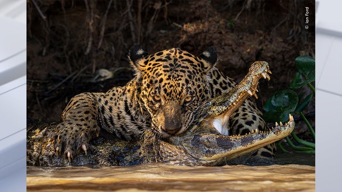 Deadly Bite by Ian Ford, UK Highly Commended, Behaviour: Mammals/Wildlife Photographer of the Year. Wildlife Photographer of the Year is developed and produced by the Natural History Museum, London.