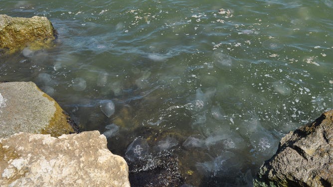 Dozens of moon jellyfish have been spotted washing up on the beaches in Texas or floating in the waters of the Gulf of Mexico in recent days.